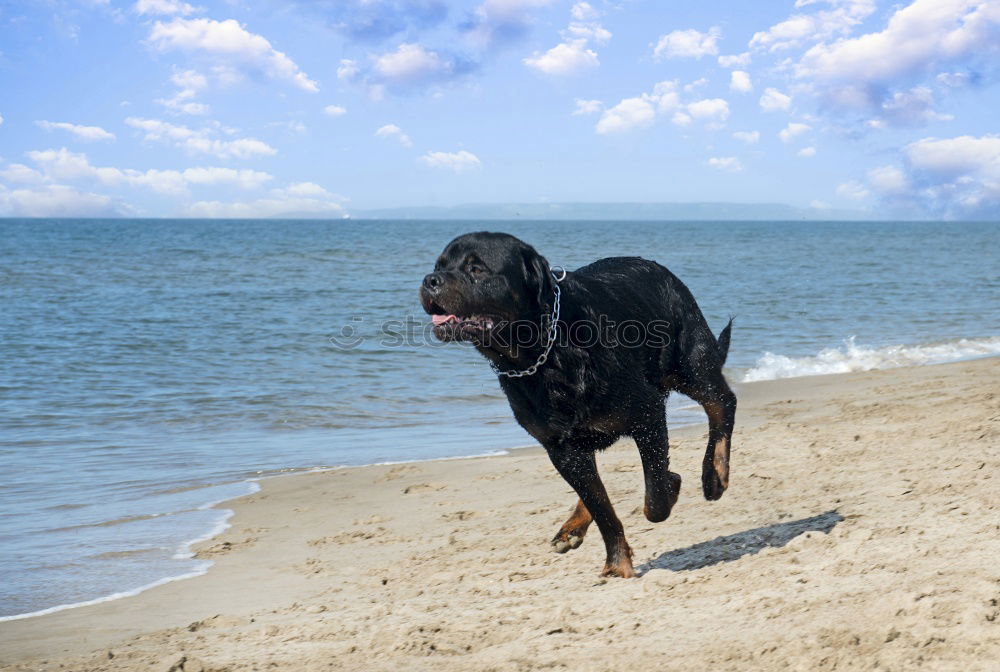 Similar – Image, Stock Photo KingOfTheBeach Dog Clouds