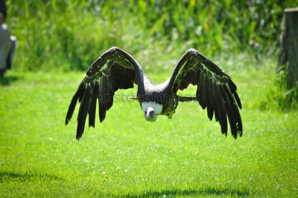 Similar – Image, Stock Photo landing approach