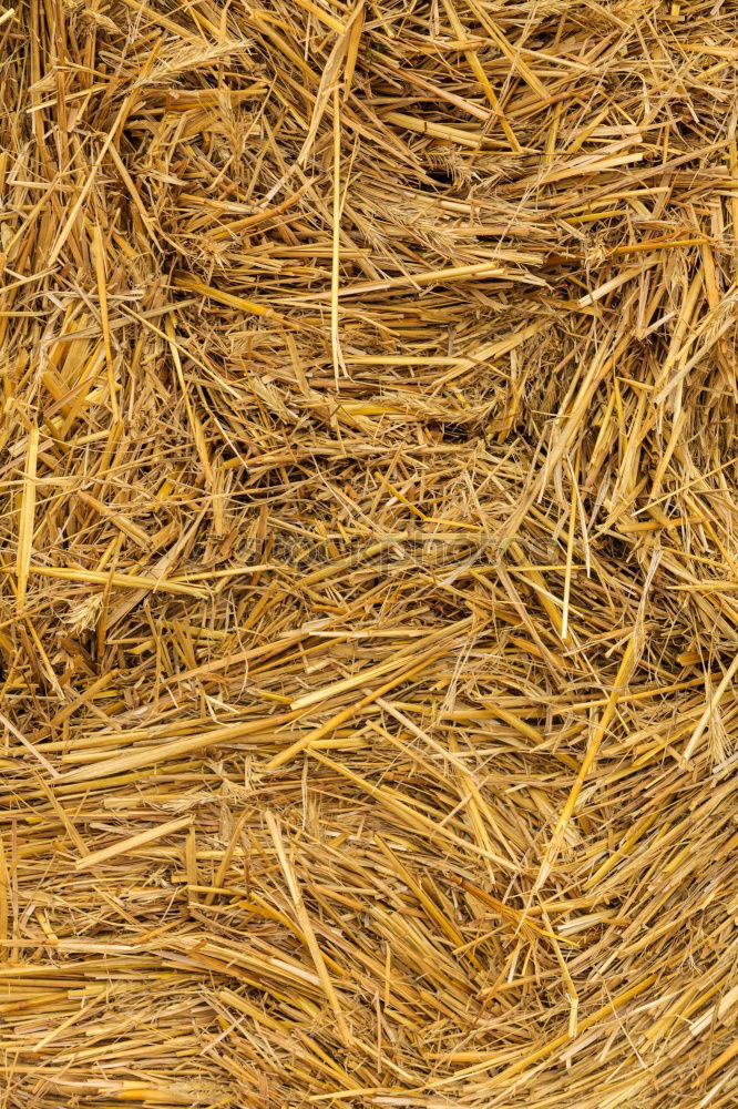 Similar – Straw Background Nature