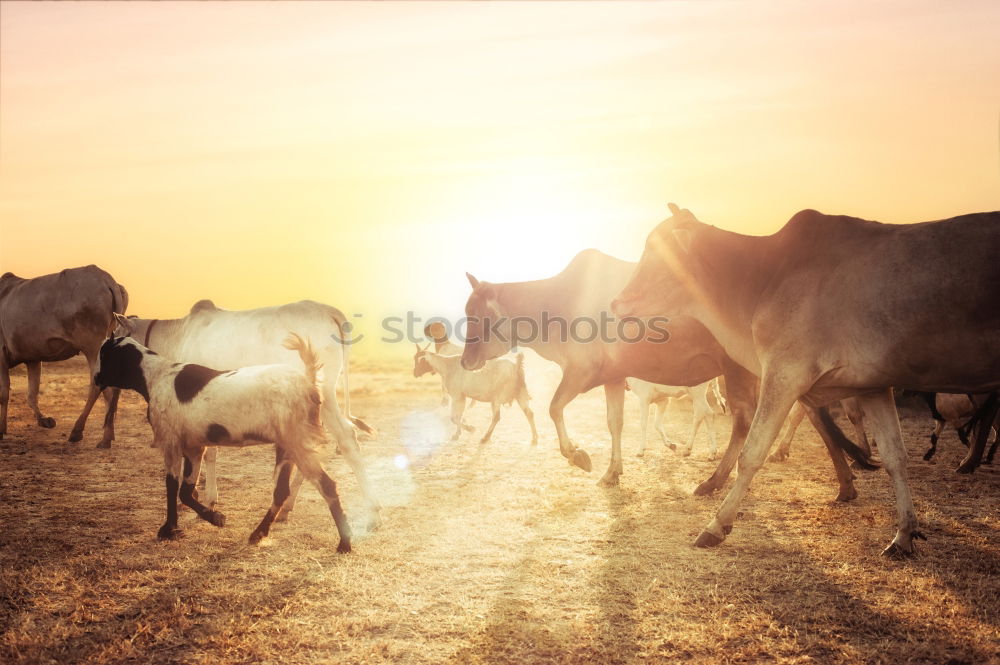 Similar – Beautiful landscape with wild horses