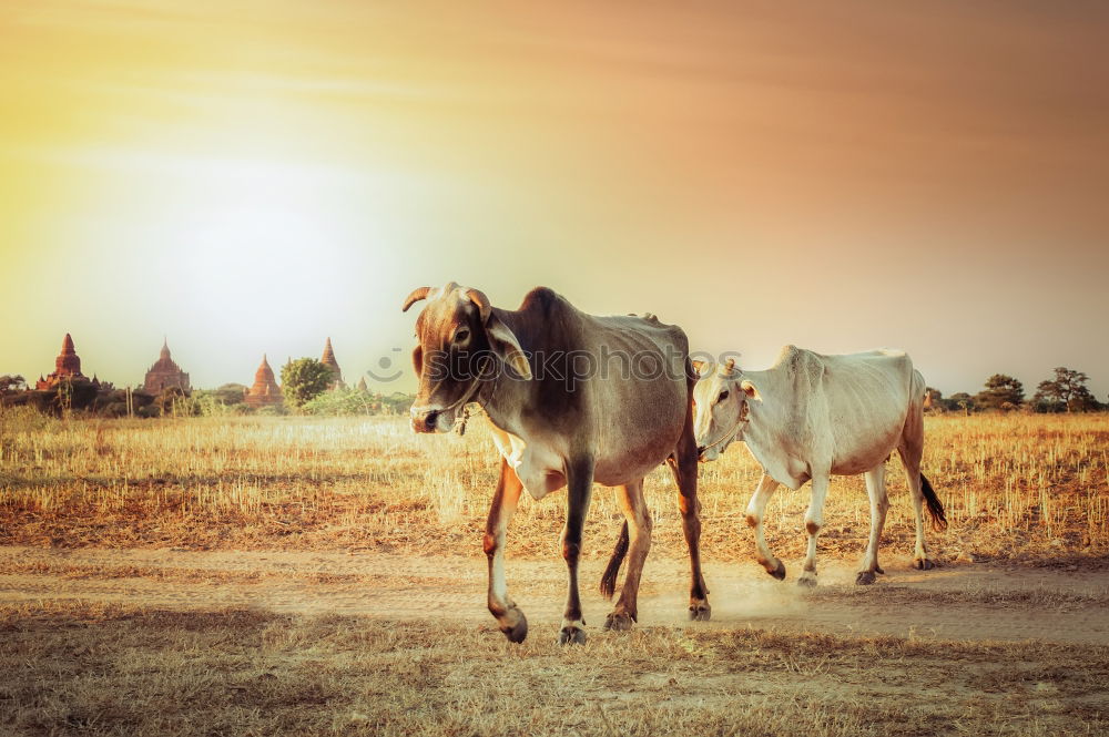 Similar – Image, Stock Photo sheep idyll for two Nature