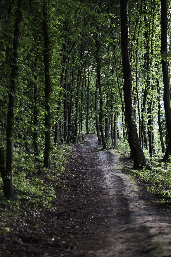 Similar – Image, Stock Photo Bleak forest Senses Hiking