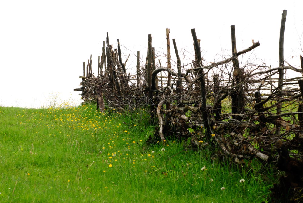 Similar – Old vines Environment