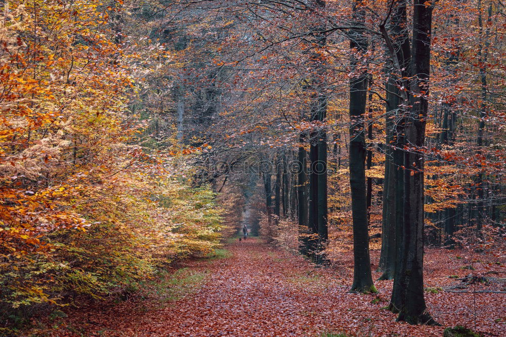 Similar – autumn forest Well-being