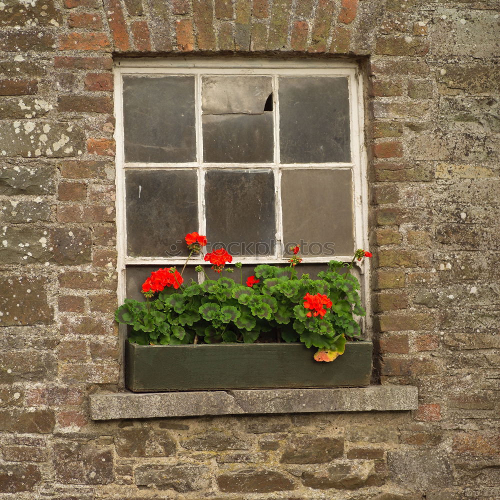 Similar – Das Fenster Blume Hütte