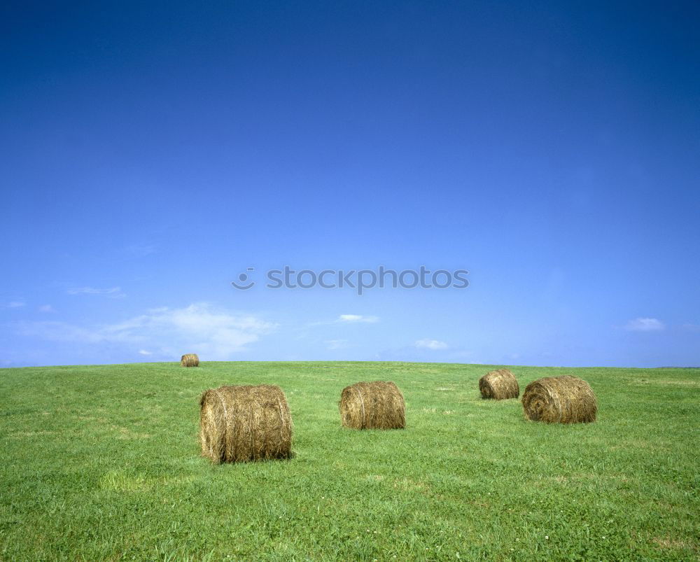 Similar – Image, Stock Photo a wollkneuel rarely comes alone