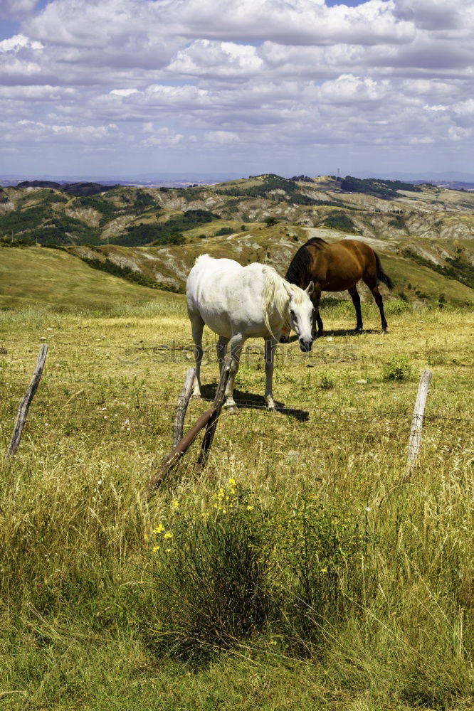 Similar – Landscape of horses on the grasslands