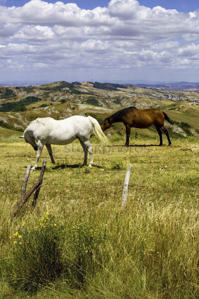 Similar – Landscape of horses on the grasslands