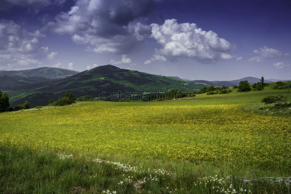 Similar – Image, Stock Photo Fruit plantation in spring