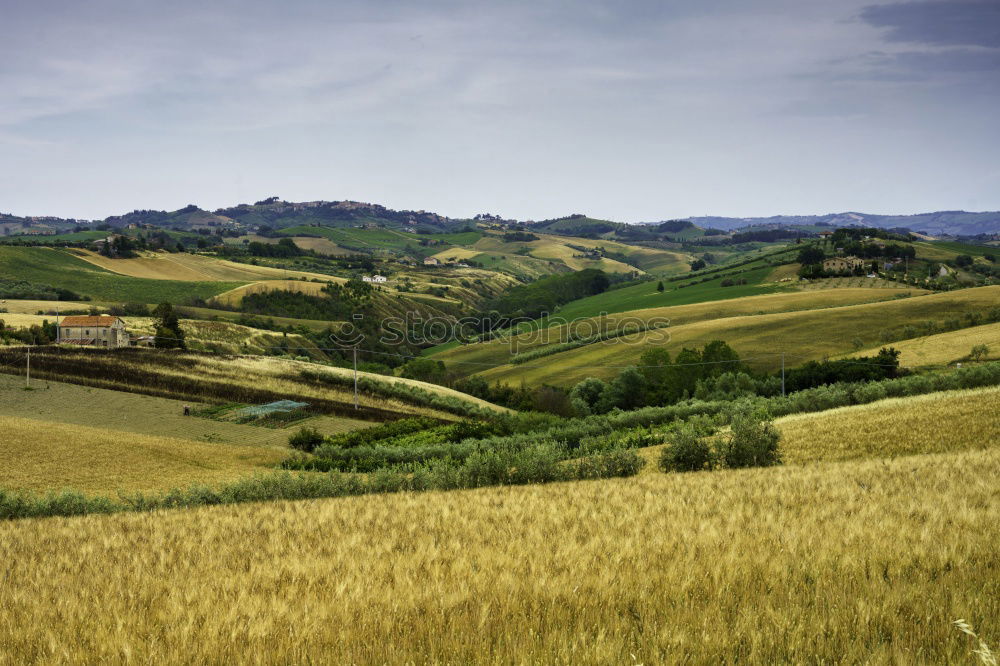 Similar – Image, Stock Photo Green spring landscape of Tuscany, Italy.