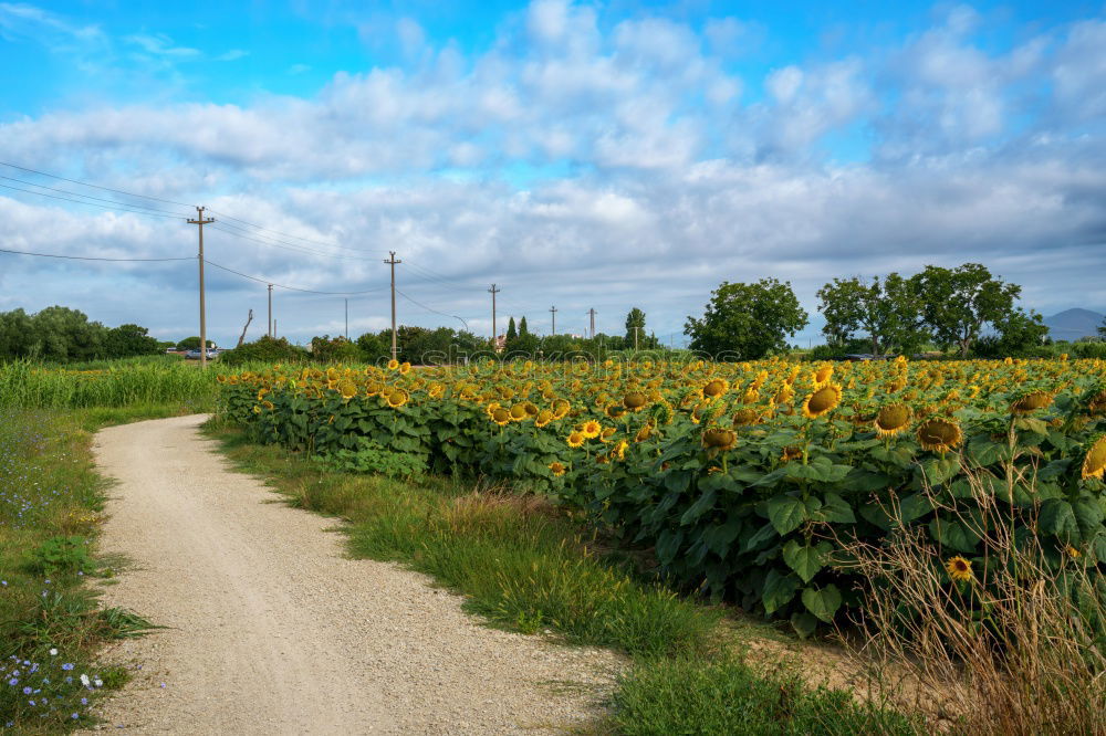 Foto Bild Schäfchenwölkchenbilderbuchidylle