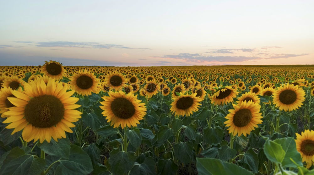 Similar – Sundown in the sunflower field