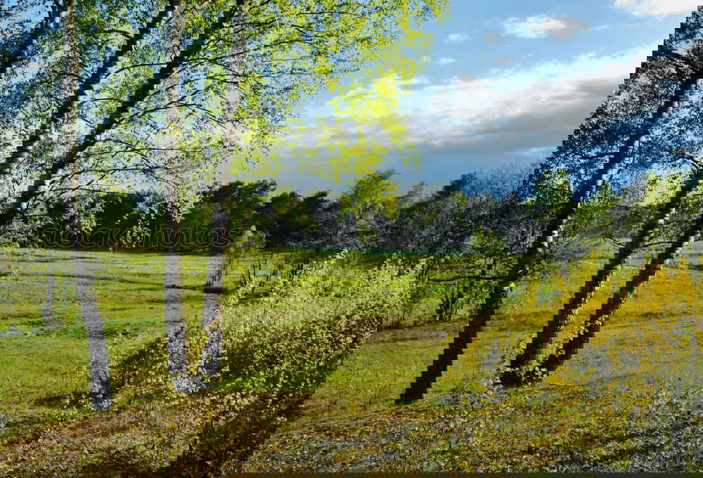 Similar – Image, Stock Photo Oasis on Rügen Environment