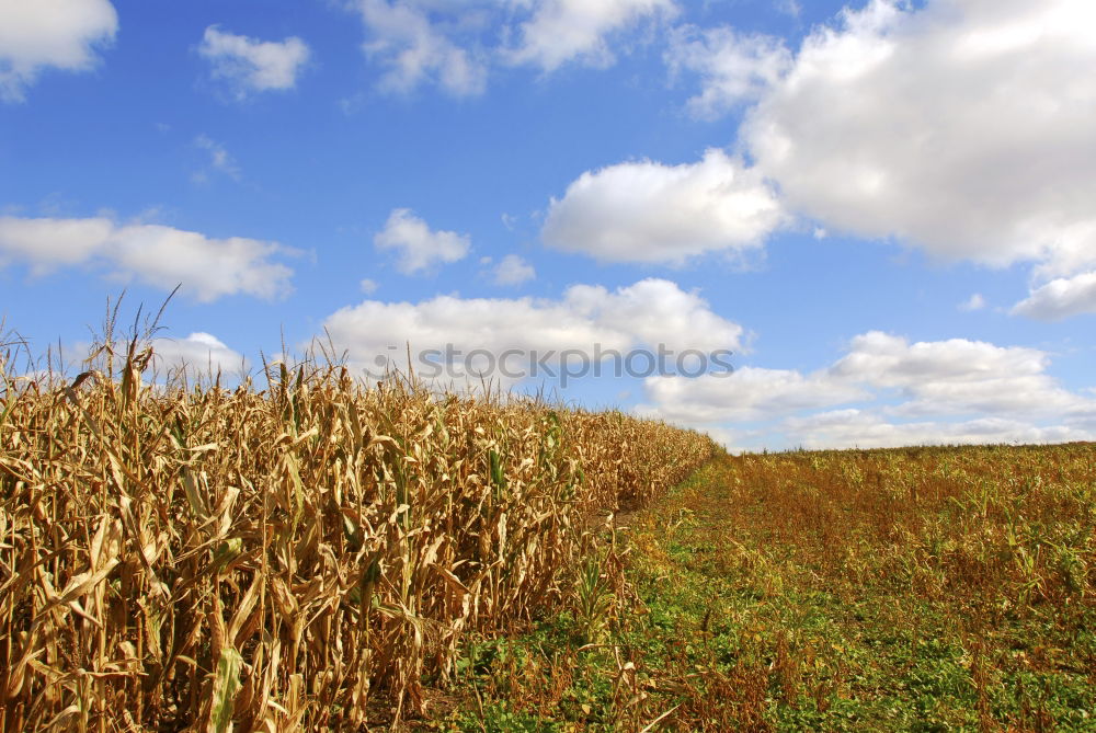 Similar – Image, Stock Photo After the harvest Deep