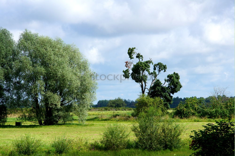 Similar – tree_2 Meadow Field