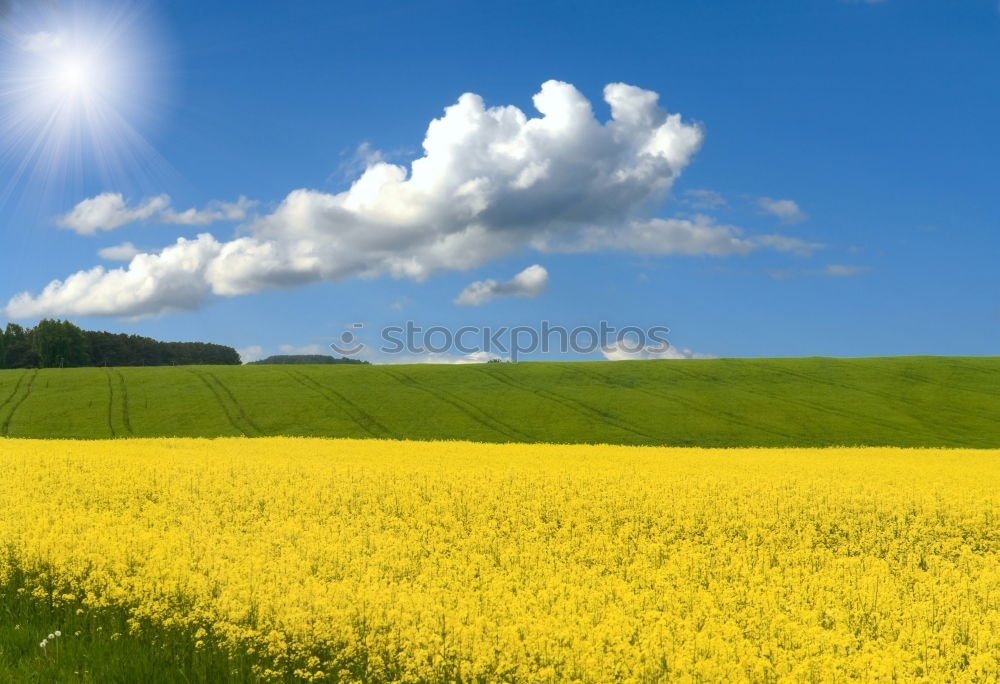 Similar – rapeseed Field Blossom