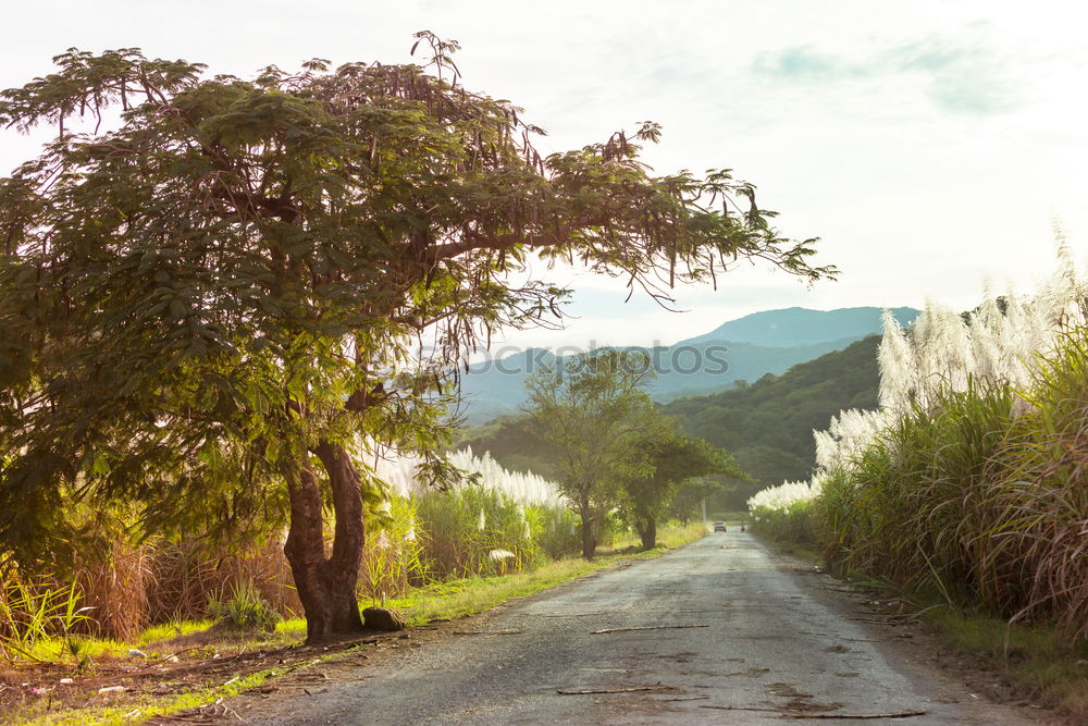 Similar – Truck driving through forest