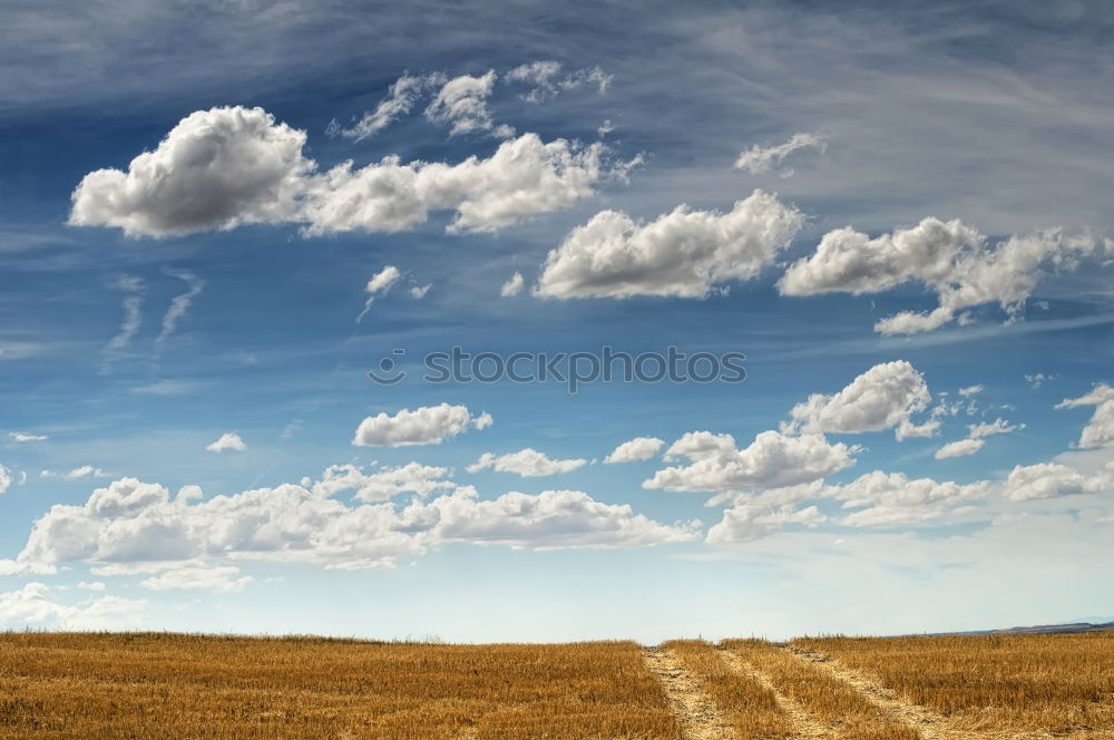 Similar – harvest time Grain