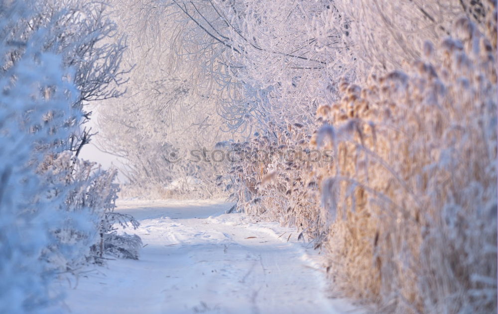 Similar – Winter fog on the footpath