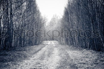 Similar – Image, Stock Photo ravine of toothpicks