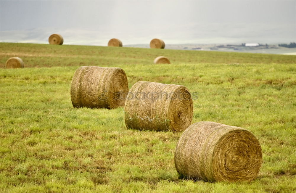 Similar – Image, Stock Photo Bales of straw in the field Trailers are loaded. The field is harvested.  It is autumn