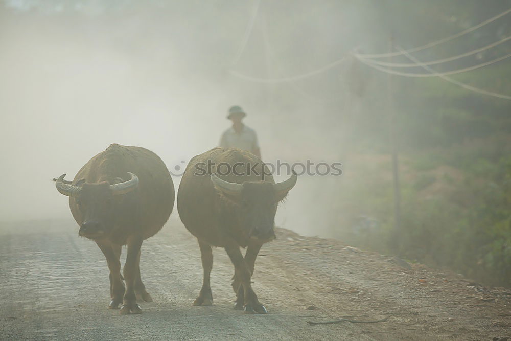 Similar – Departure, a lone rider with hat and blue shirt rides by