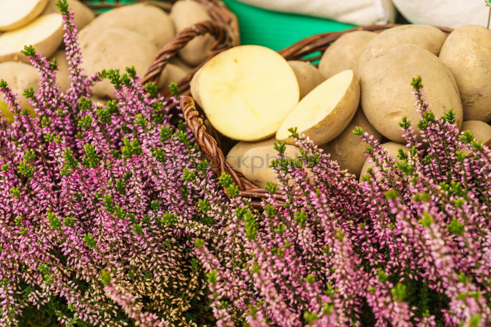 Similar – Image, Stock Photo golden chanterelle mushrooms with herbal spices