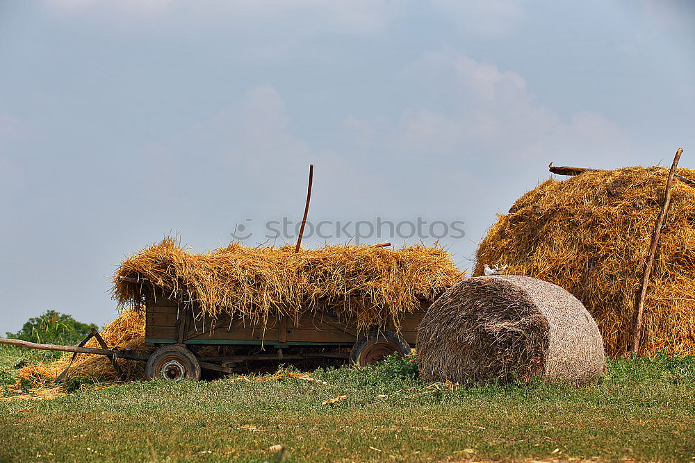 Similar – Image, Stock Photo Bales of straw in the field Trailers are loaded. The field is harvested.  It is autumn