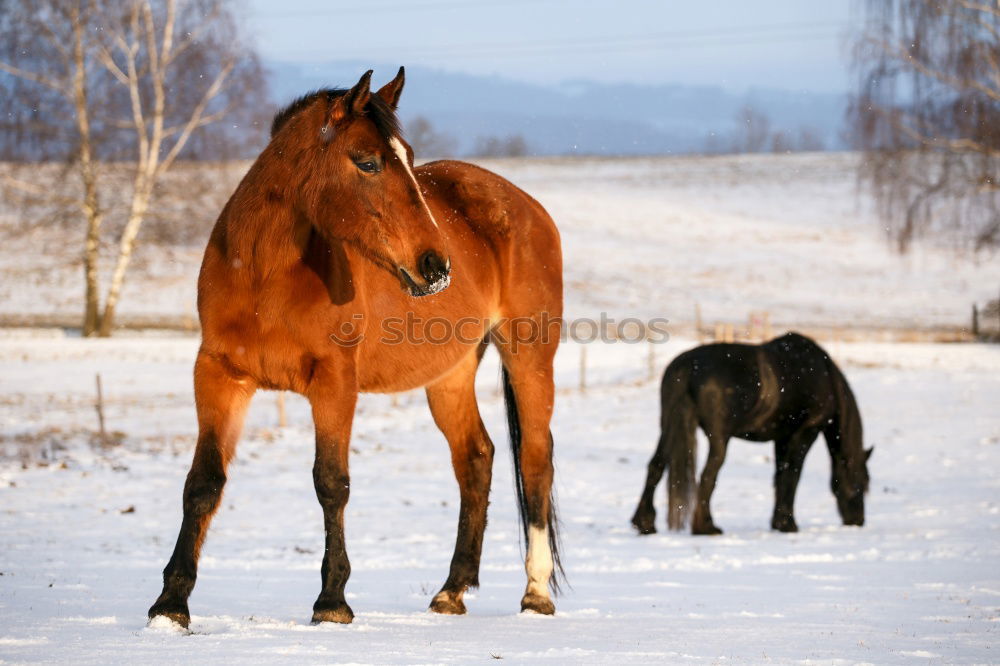 Similar – Image, Stock Photo Two horses Winter Nature