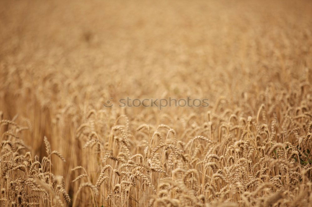 Similar – Image, Stock Photo Wheat field in midsummer