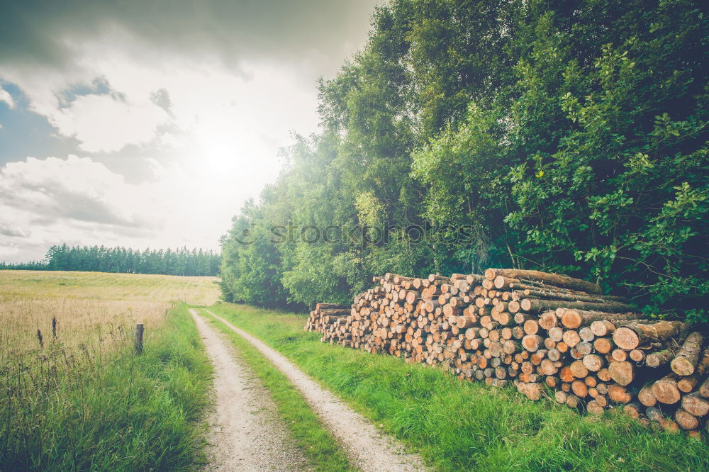 Similar – Image, Stock Photo Rapsfeld in the evening sun