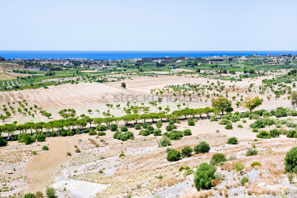 Similar – Image, Stock Photo Green Desert Environment