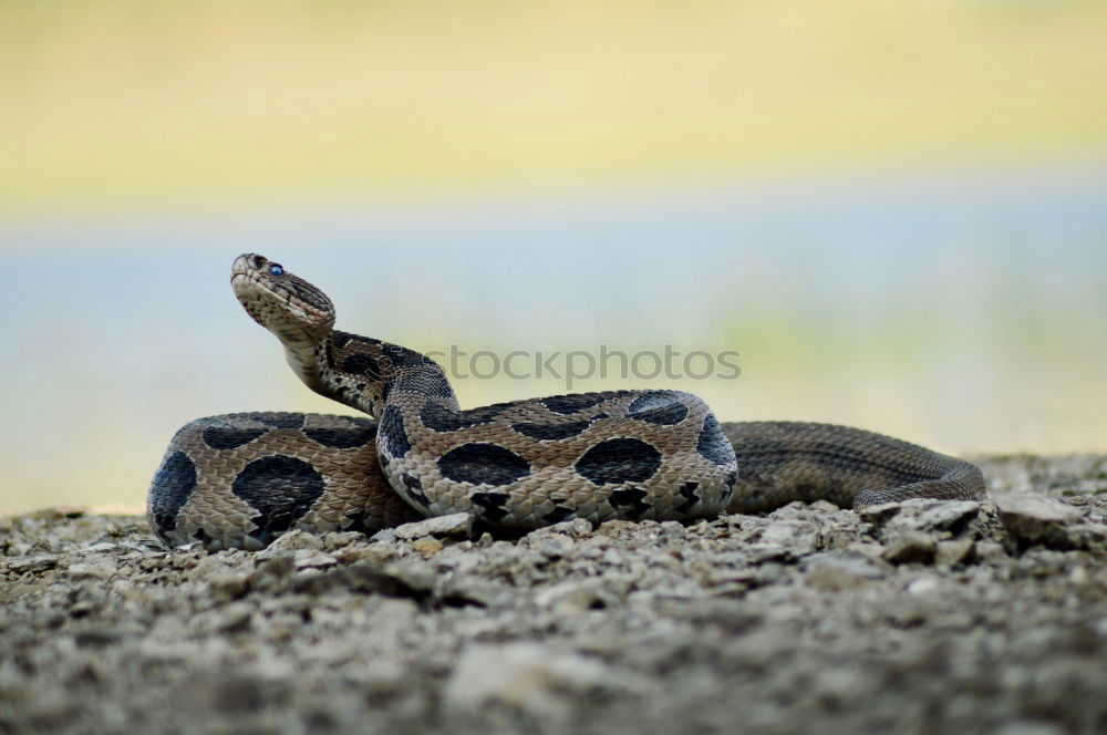 Similar – Image, Stock Photo garden reptile Nature