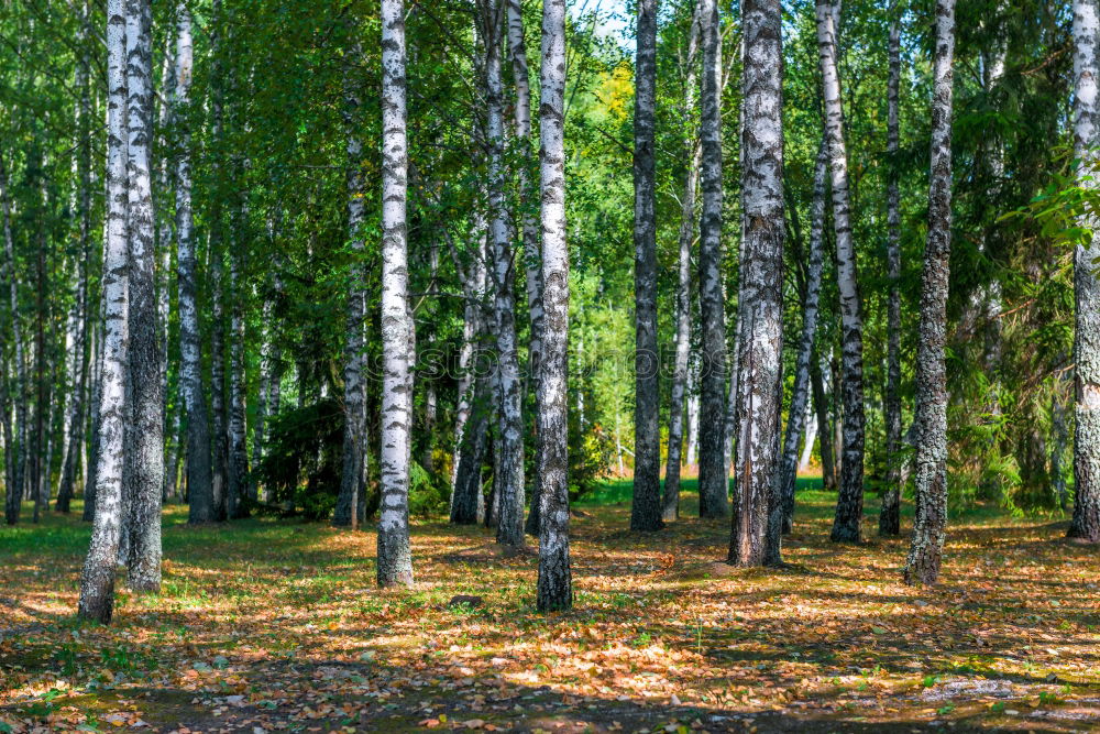 Similar – Wald Baum Nadelwald