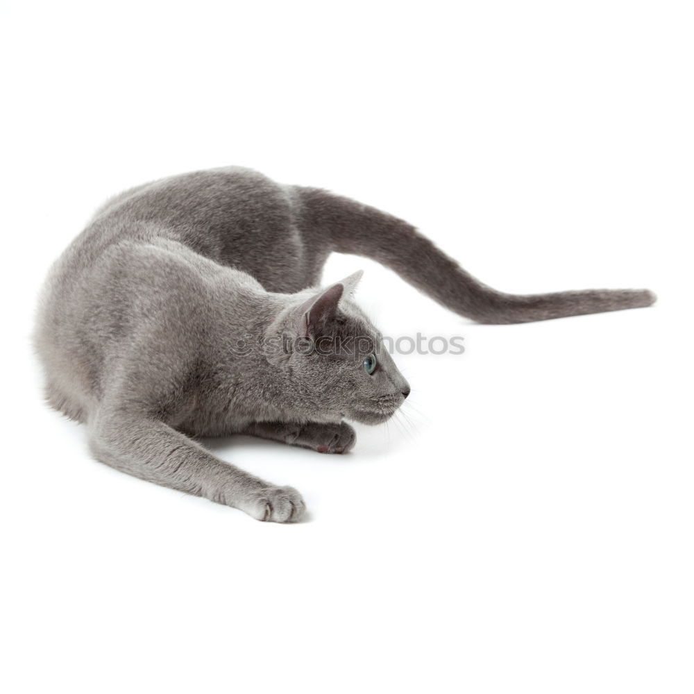 Similar – Cat gymnastics Sofa Animal