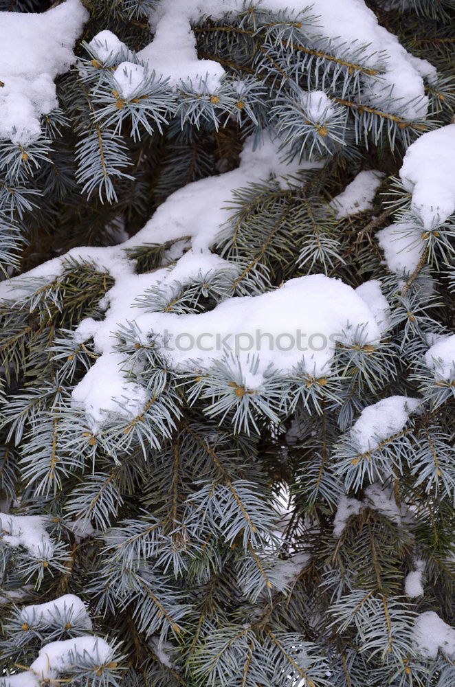 Similar – Image, Stock Photo pine blue Cold Winter