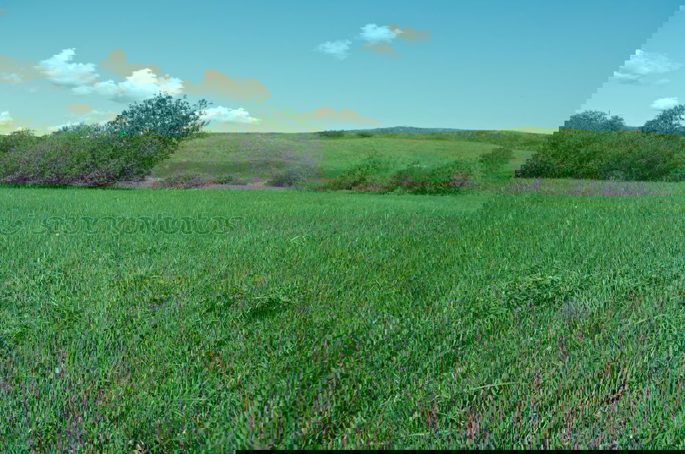 Similar – Image, Stock Photo meadow Meadow Grass Nature