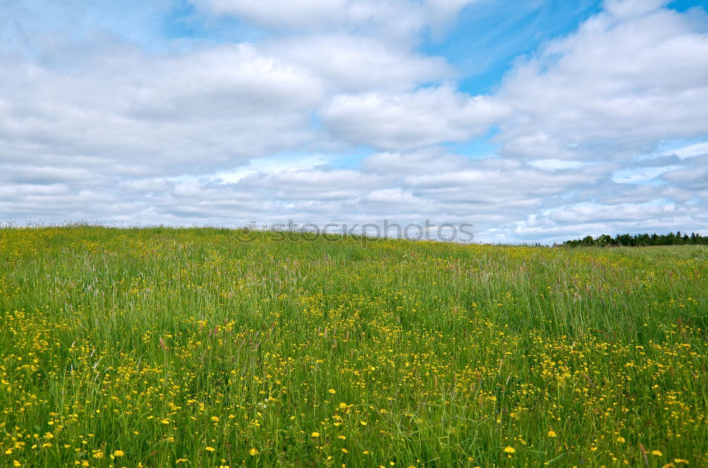 Similar – yellow submarine Nature