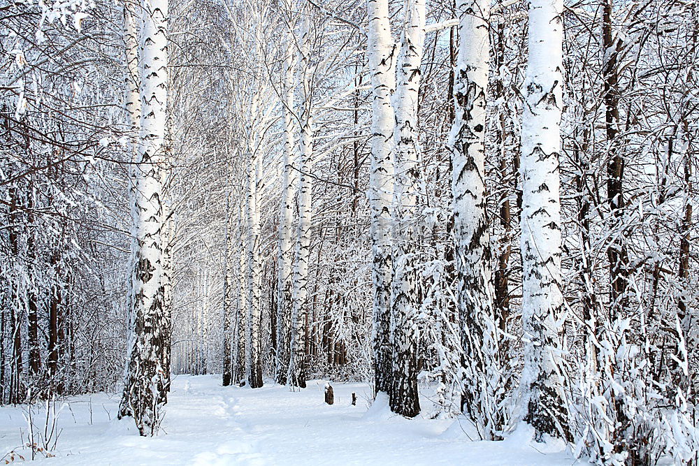 Similar – Image, Stock Photo Late winter t Life