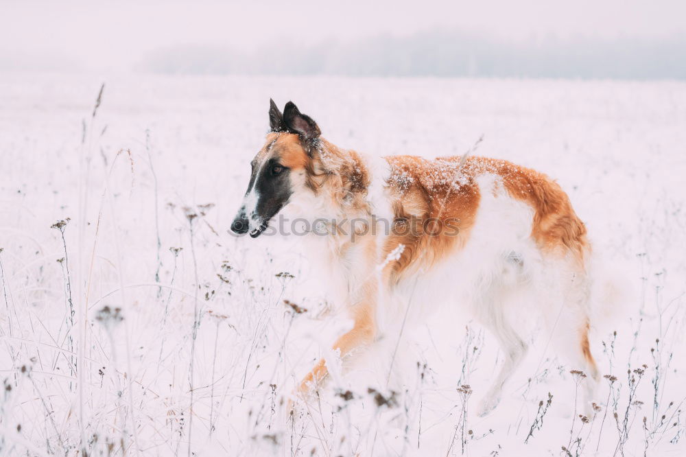 Similar – Image, Stock Photo OLD WINTER PICTURE