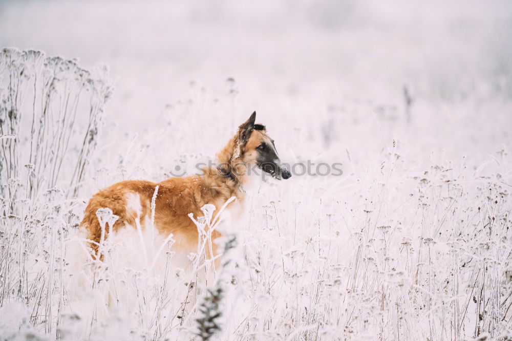 Similar – Image, Stock Photo Dog Dalmatian runs through cornfield Grain field