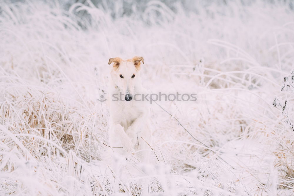 Similar – Image, Stock Photo African white-bellied chigel