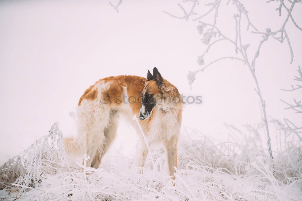 Similar – Foto Bild Snow Dog II Umwelt Natur