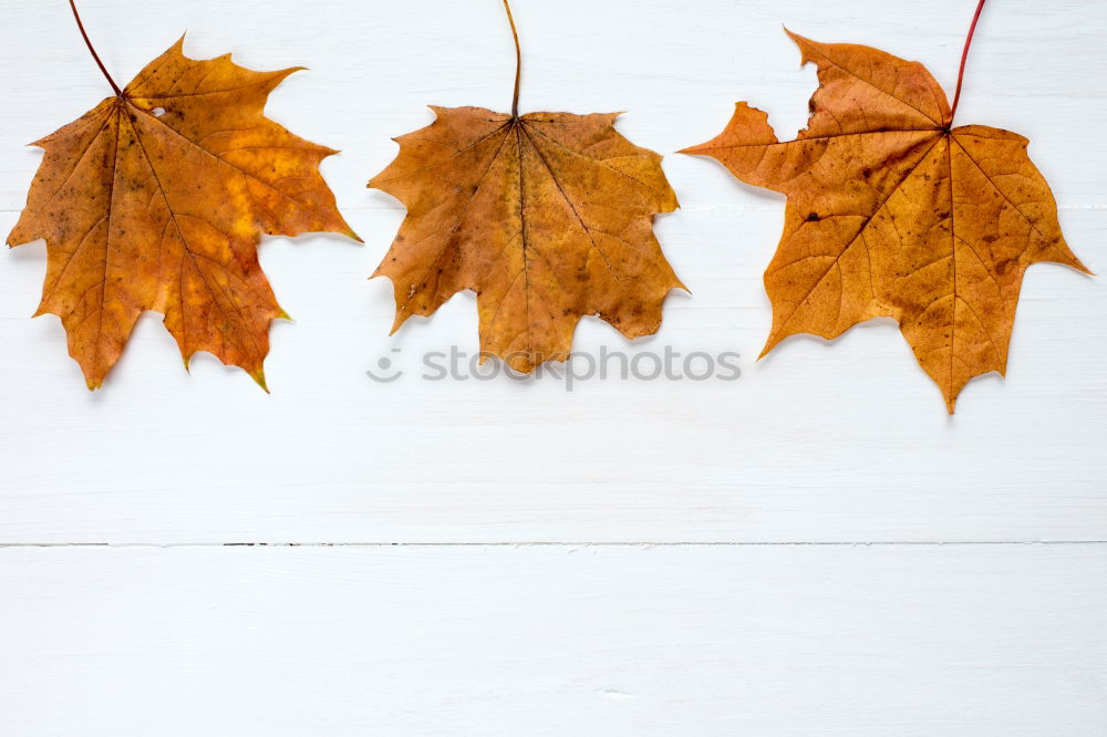 Similar – Four laminated sheets Leaf