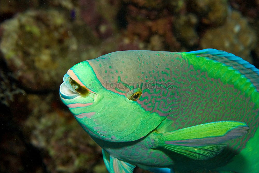 Similar – Close-up of a scalar in an aquarium