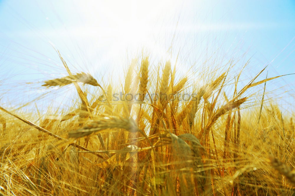 Similar – Crop person walking in summer field