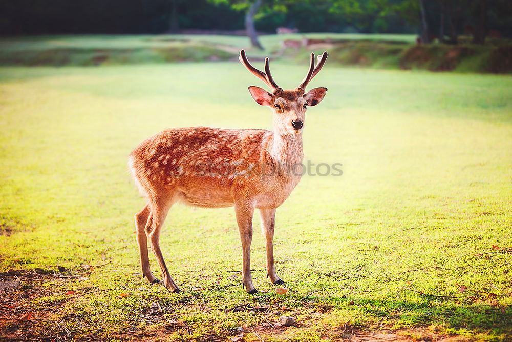 Similar – Image, Stock Photo little buck Wild animal