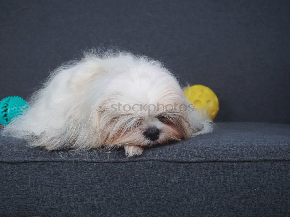 Similar – Image, Stock Photo ball of fur on carpet Pet