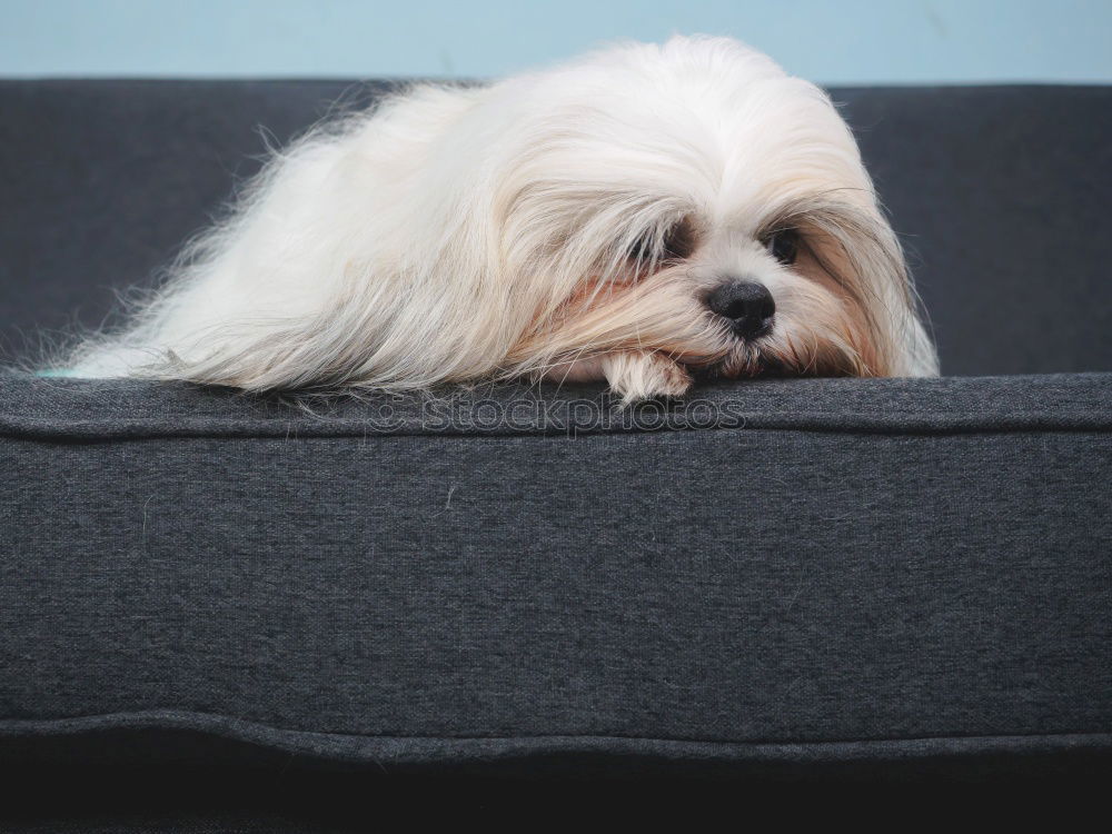 Similar – Image, Stock Photo ball of fur on carpet Pet