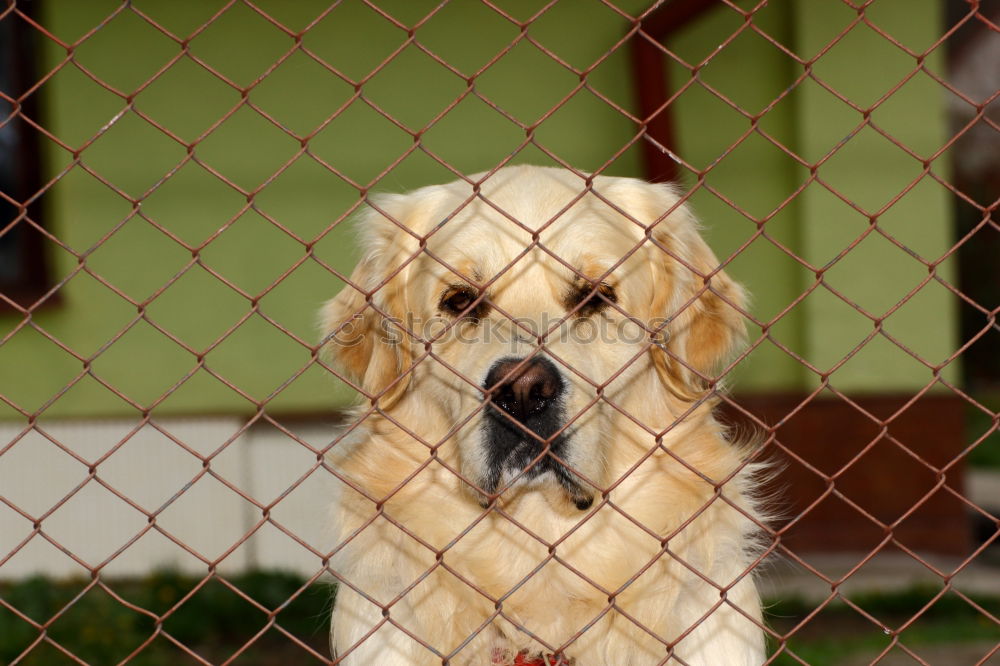 Similar – Image, Stock Photo Closeup of a husky dog looking through the bars of a cage